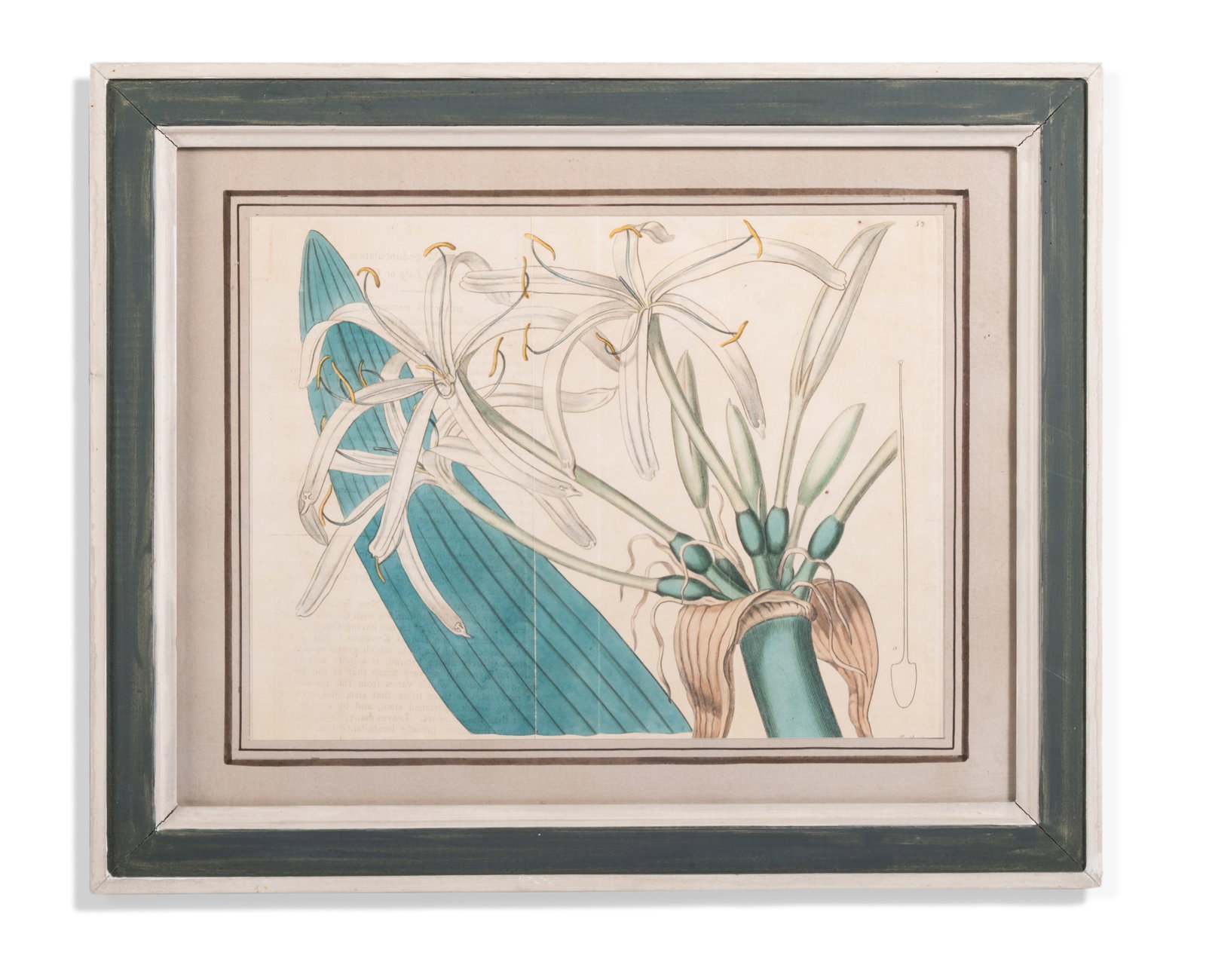 BRITISH SCHOOL, EIGHT BOTANICAL STUDIES - 3