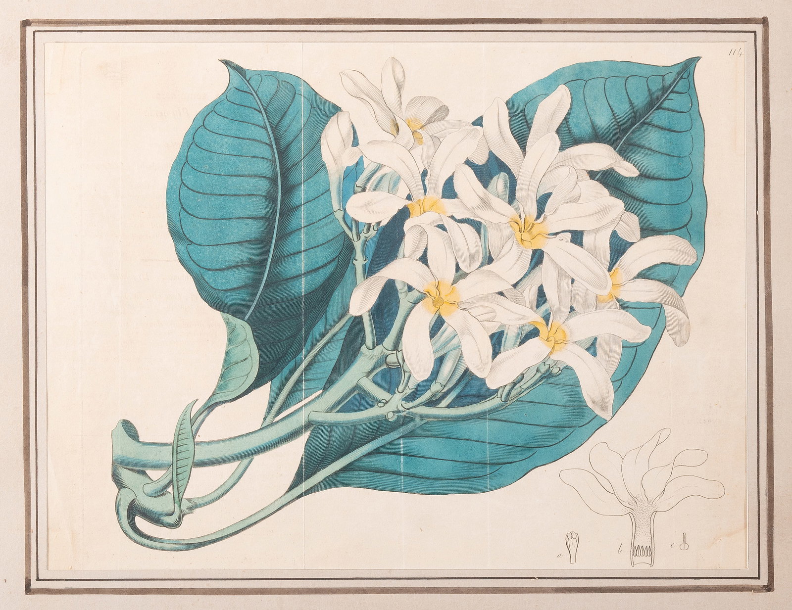 BRITISH SCHOOL, EIGHT BOTANICAL STUDIES - 4