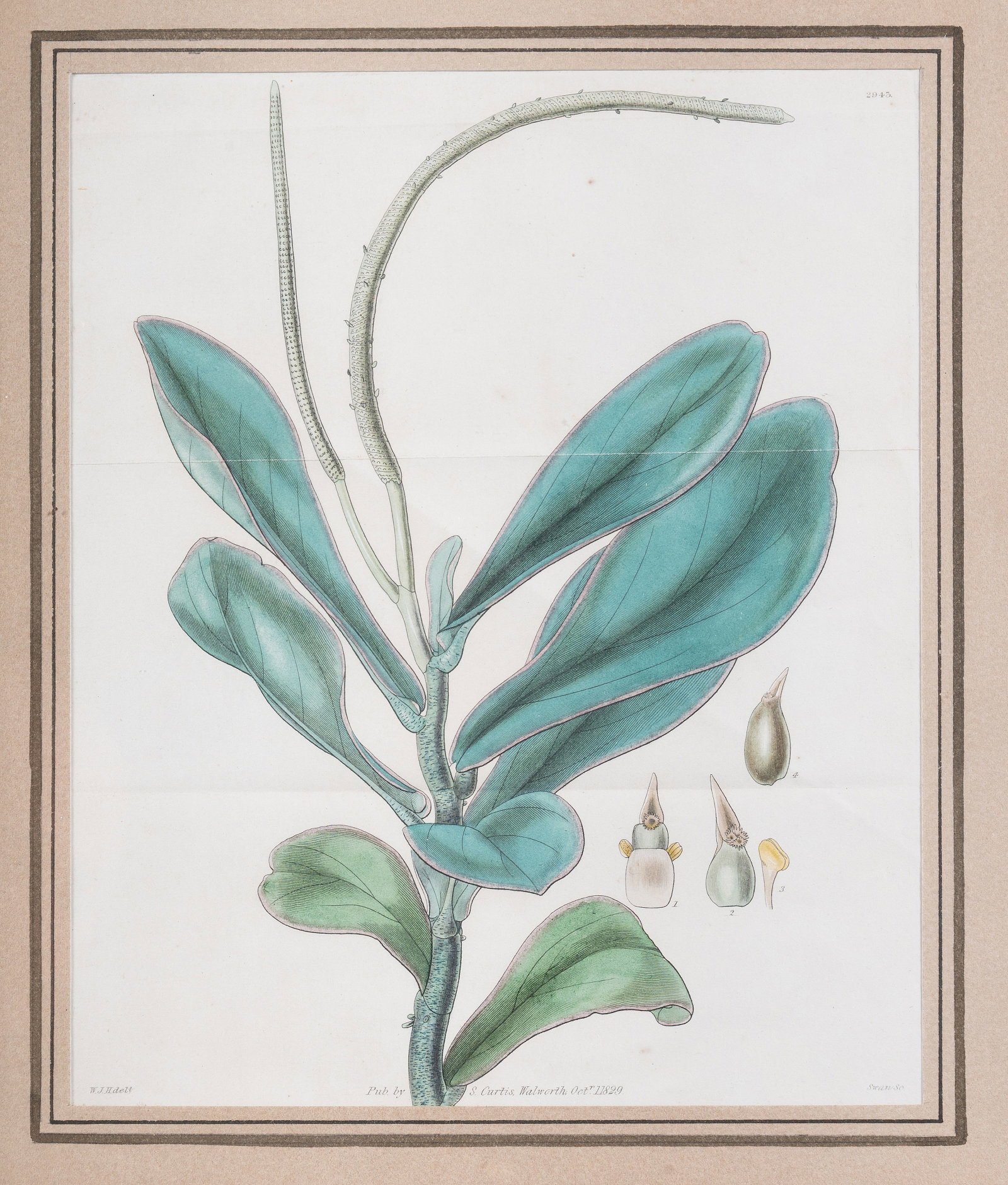 BRITISH SCHOOL, EIGHT BOTANICAL STUDIES - 5