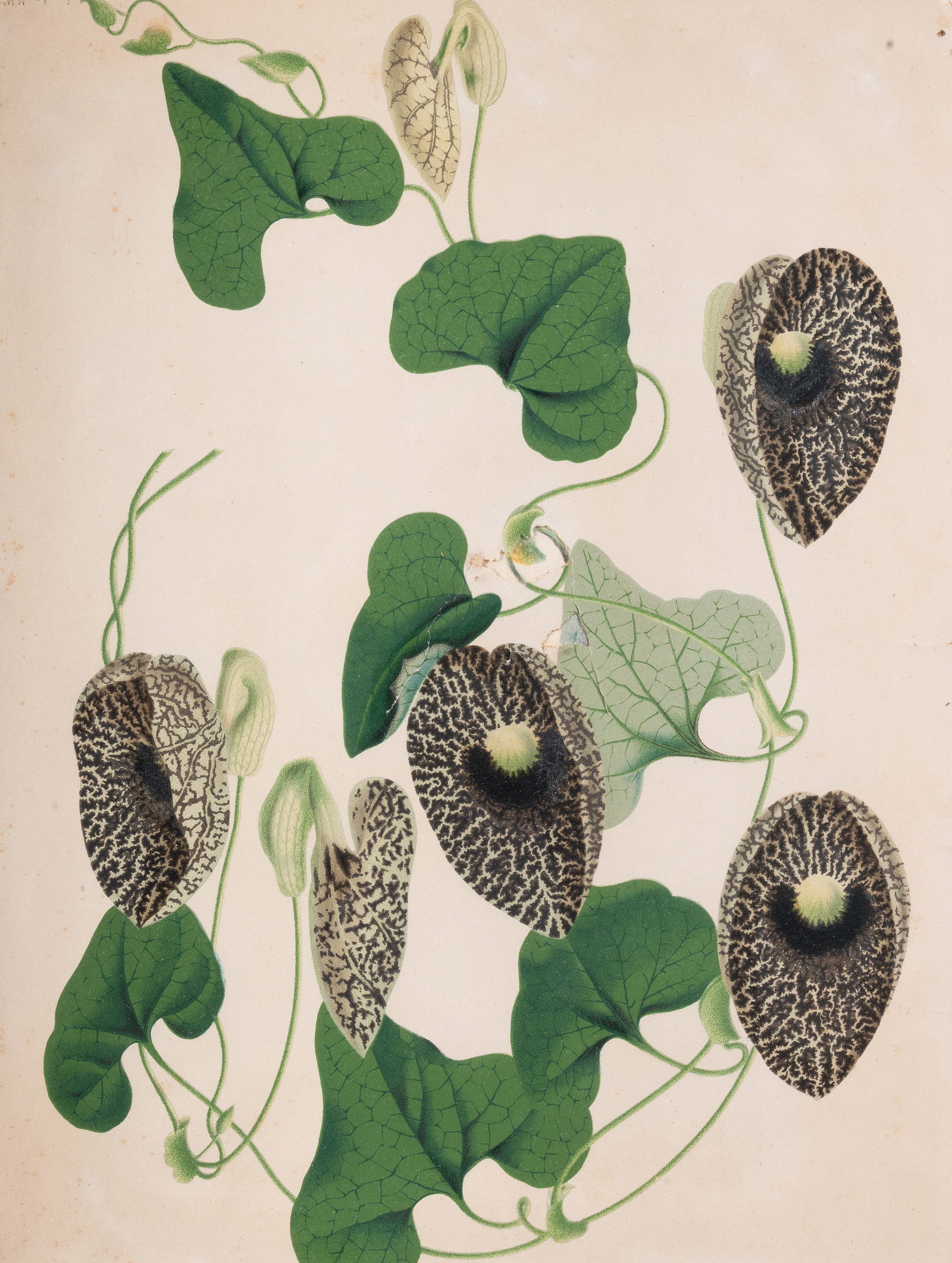 BRITISH SCHOOL, EIGHT BOTANICAL STUDIES - 6
