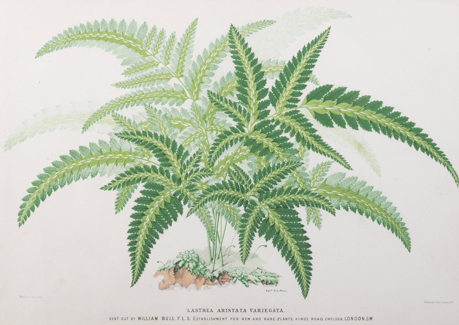 BRITISH SCHOOL, EIGHT BOTANICAL STUDIES - 7