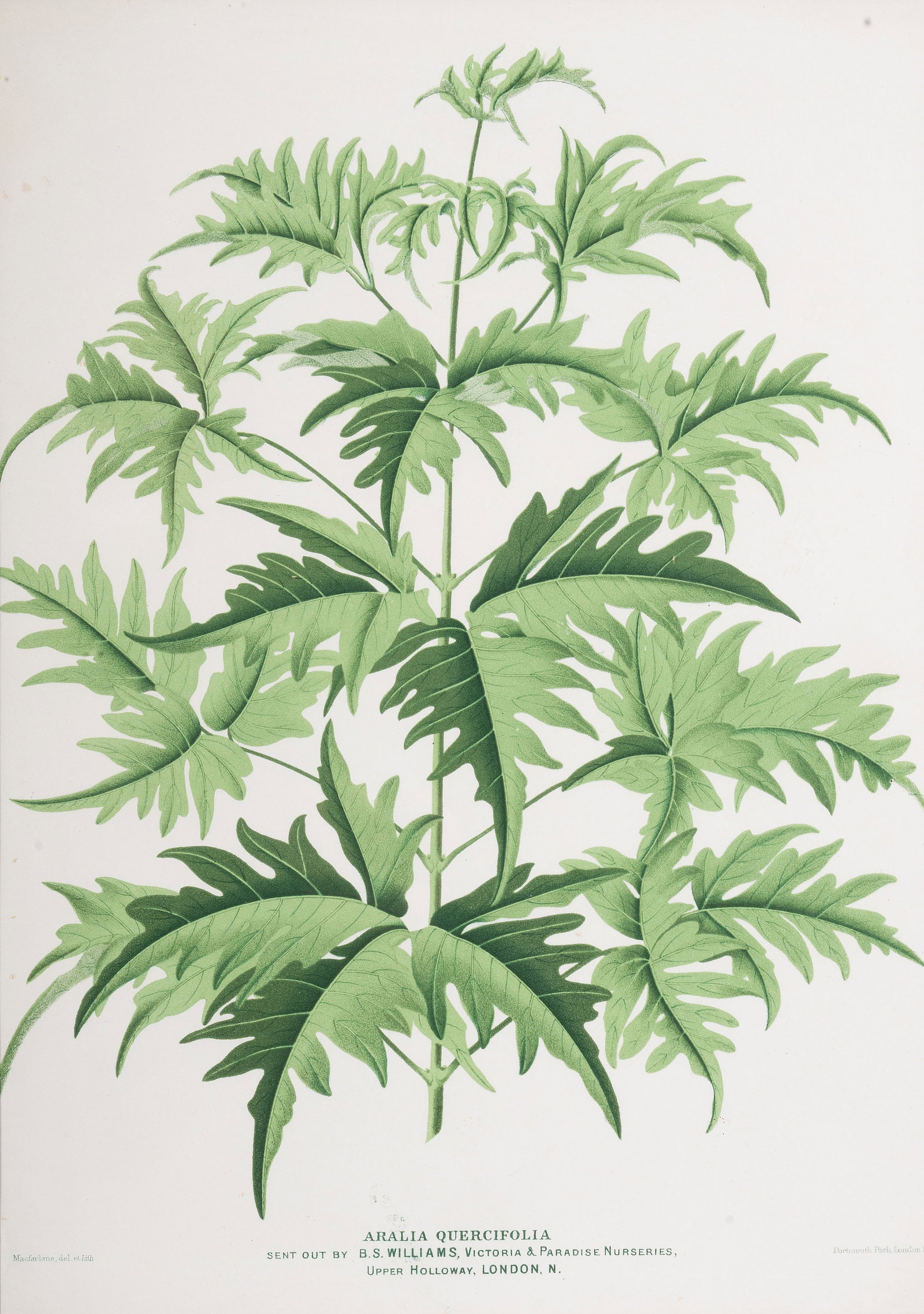 BRITISH SCHOOL, EIGHT BOTANICAL STUDIES - 8