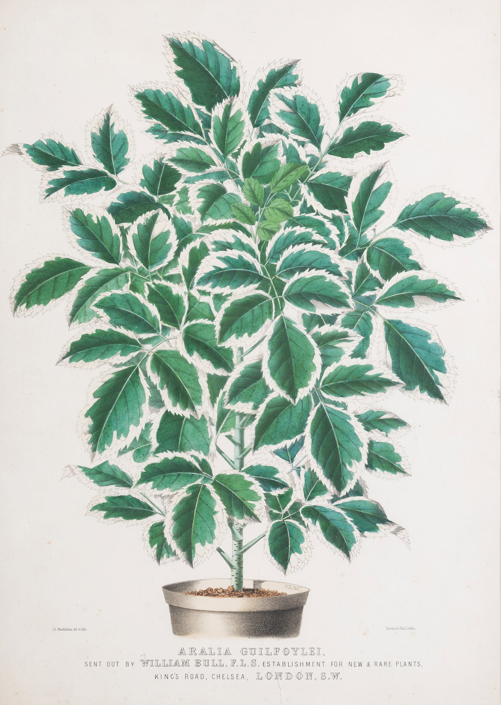 BRITISH SCHOOL, EIGHT BOTANICAL STUDIES - 9