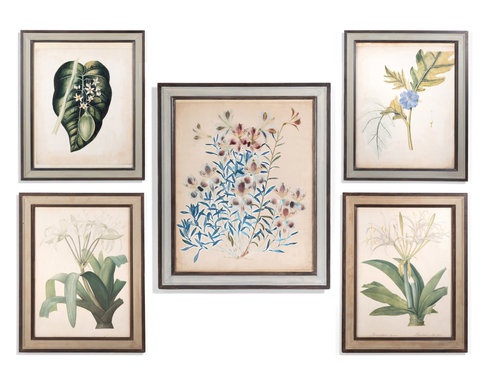 BRITISH SCHOOL (20TH CENTURY) A BOTANICAL STUDY, TOGETHER WITH FOUR FURTHER BOTANICAL PRINTS: BRITISH SCHOOL (20TH CENTURY) A BOTANICAL STUDY Watercolour and bodycolour over pencil 57 x 46cm (22¼ x 18in.) Together with four further botanical coloured prints, some highlighted with