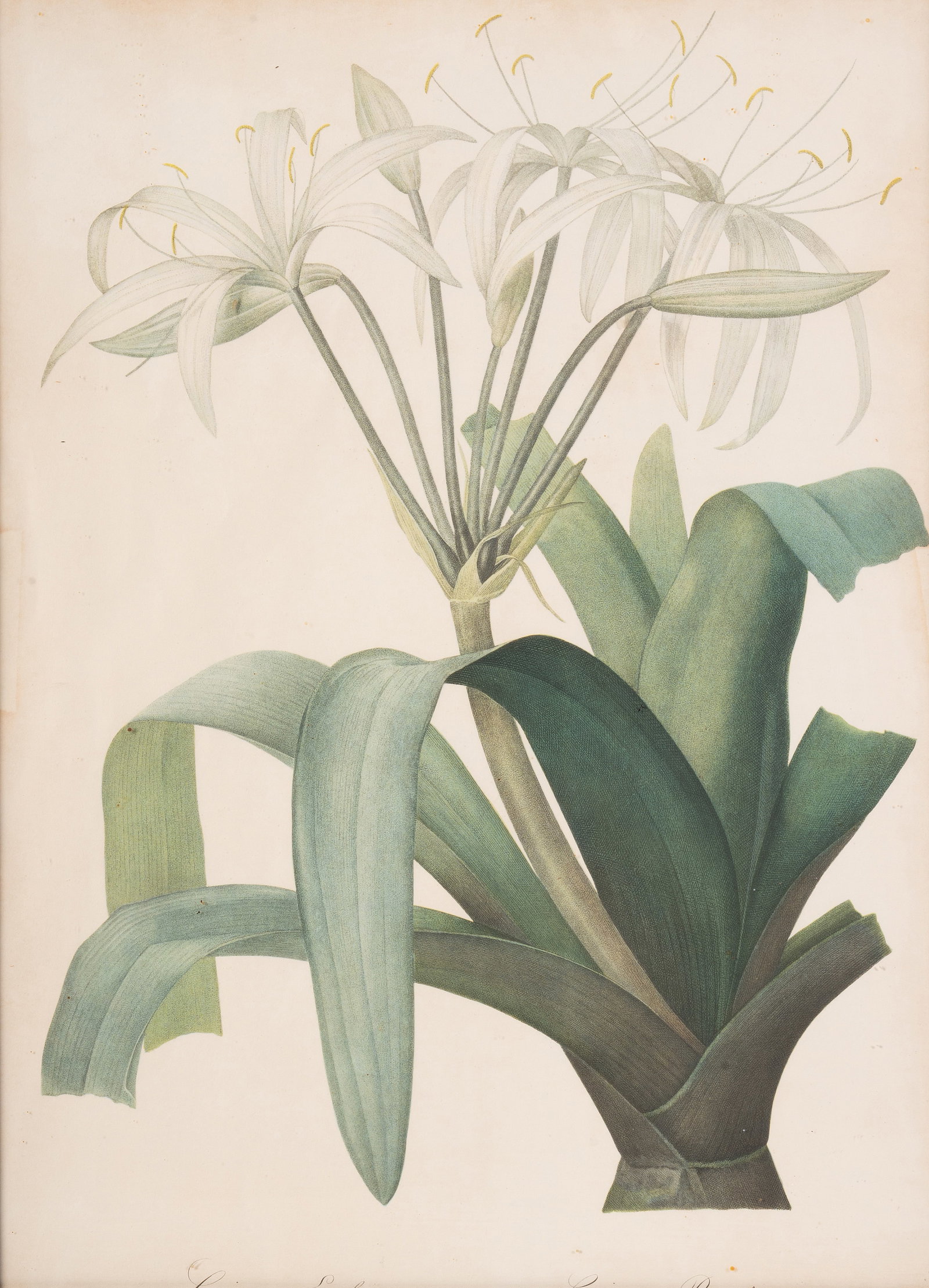 BRITISH SCHOOL (20TH CENTURY) A BOTANICAL STUDY, TOGETHER WITH FOUR FURTHER BOTANICAL PRINTS - 2