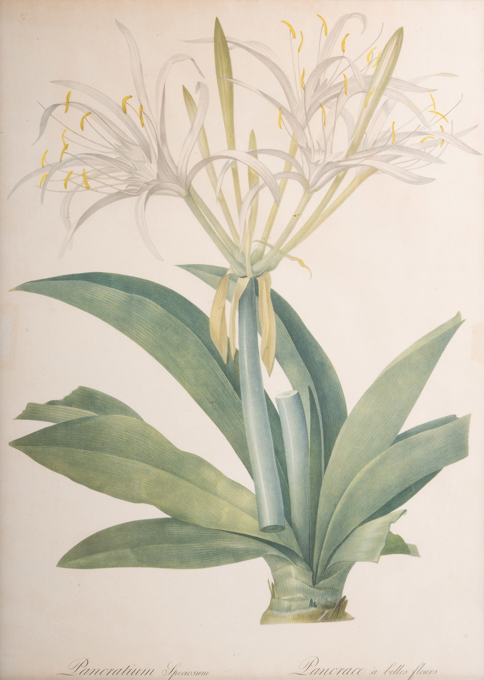 BRITISH SCHOOL (20TH CENTURY) A BOTANICAL STUDY, TOGETHER WITH FOUR FURTHER BOTANICAL PRINTS - 3