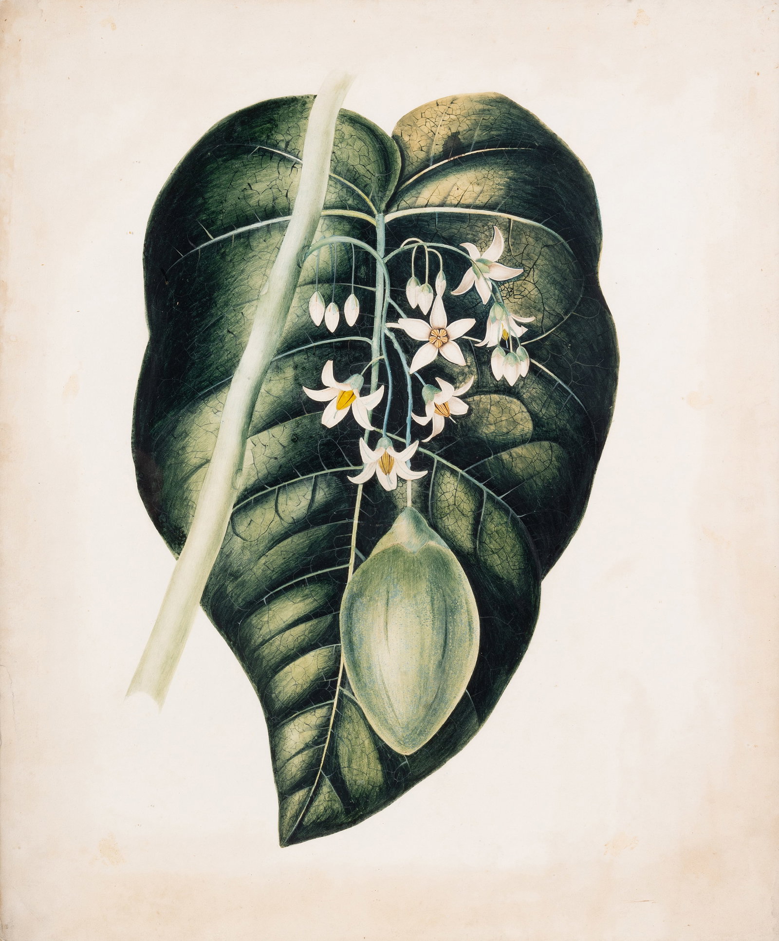 BRITISH SCHOOL (20TH CENTURY) A BOTANICAL STUDY, TOGETHER WITH FOUR FURTHER BOTANICAL PRINTS - 4