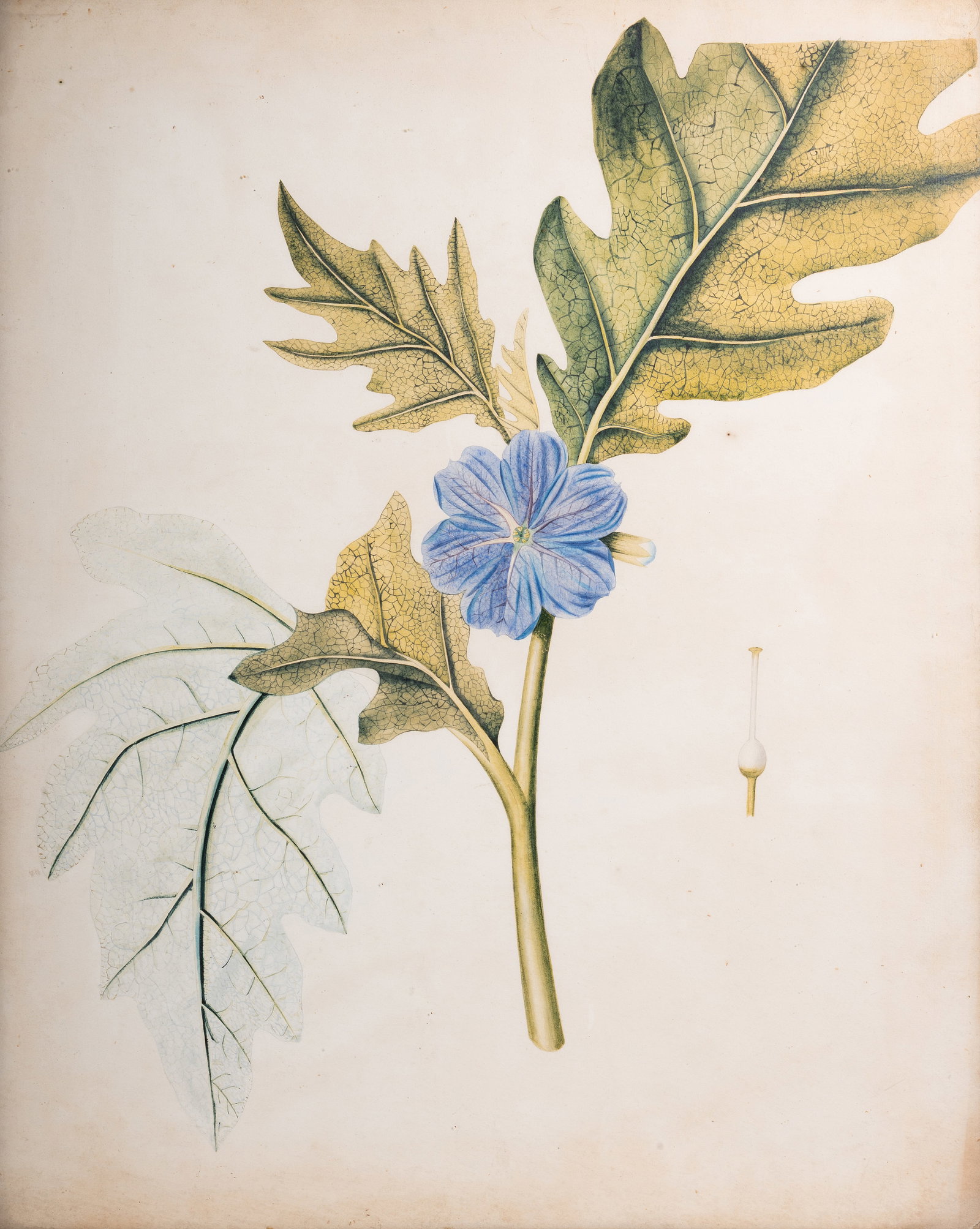 BRITISH SCHOOL (20TH CENTURY) A BOTANICAL STUDY, TOGETHER WITH FOUR FURTHER BOTANICAL PRINTS - 5