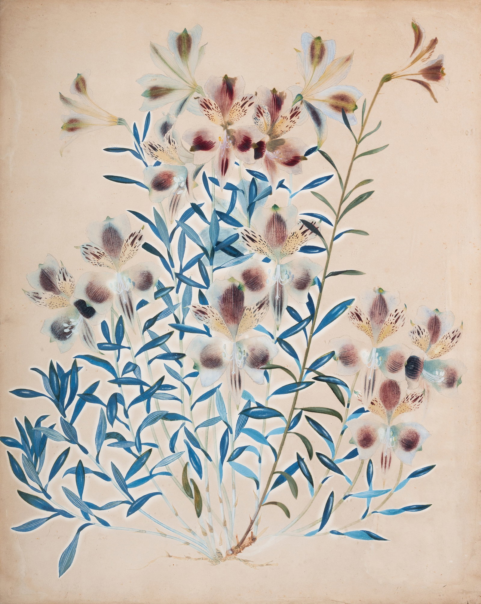 BRITISH SCHOOL (20TH CENTURY) A BOTANICAL STUDY, TOGETHER WITH FOUR FURTHER BOTANICAL PRINTS - 6