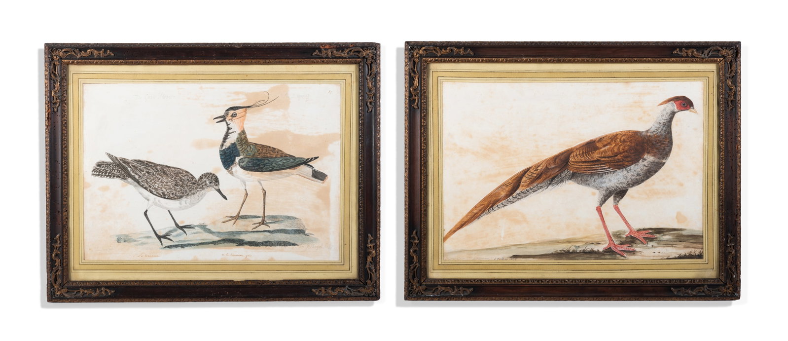 PETER PAILLOU (BRITISH CIRCA 1720–1790), THE GOLDEN PHEASANT; THE GREEN PLOVER AND THE LAPWING: PETER PAILLOU (BRITISH CIRCA 1720–1790) THE GOLDEN PHEASANT Watercolour heightened with bodycolour Signed and dated '1755' (lower left) 33.5 x 49.5cm (13 x 19¼in.) Together with a print of