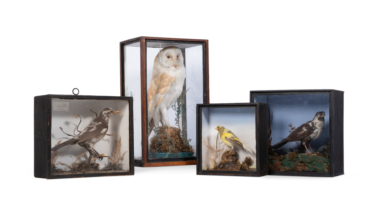 Y A COLLECTION OF FOUR TAXIDERMY BIRD SPECIMENS, LATE 19TH OR EARLY 20TH CENTURY: Y A COLLECTION OF FOUR TAXIDERMY BIRD SPECIMENS LATE 19TH OR EARLY 20TH CENTURY Including a Barn owl, a 'pied' blackbird, a similar thrush and a canary 41.5cm high and smaller Condition