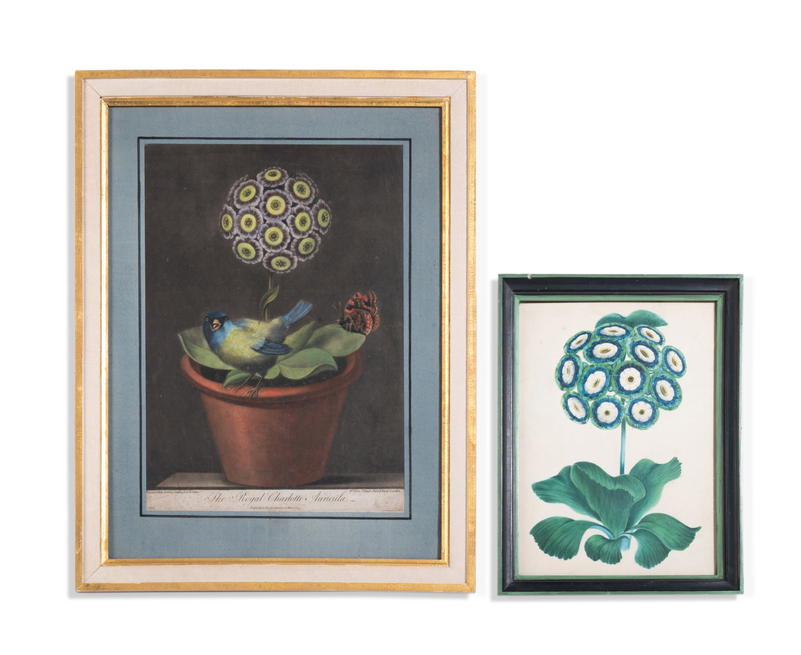 BRITISH SCHOOL (18TH/19TH CENTURY), A STUDY OF AN AURICULA: BRITISH SCHOOL (18TH/19TH CENTURY) A STUDY OF AN AURICULA Watercolour heightened with gum arabic with paper label to reverse 'This was left to me in his will