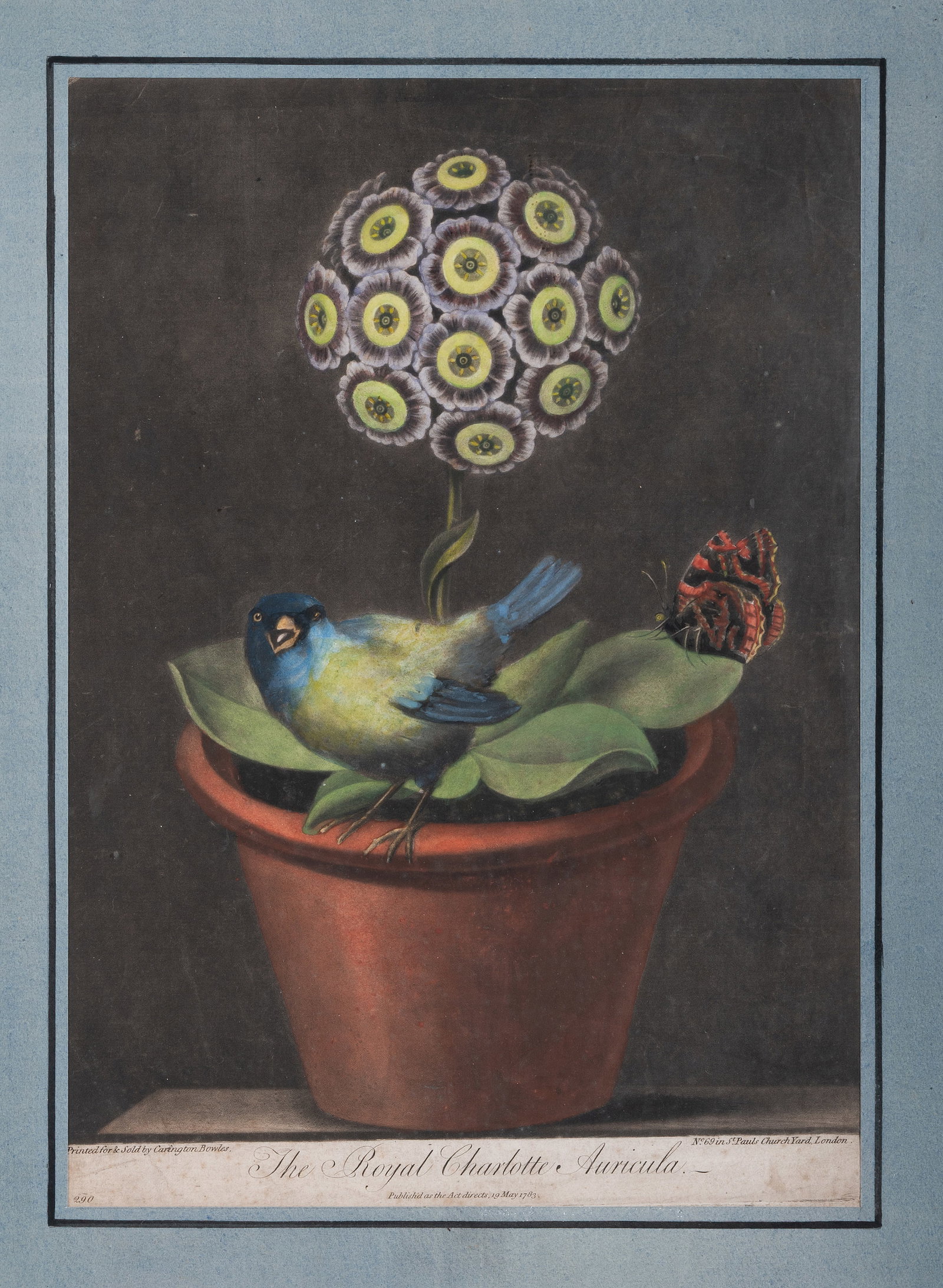 BRITISH SCHOOL (18TH/19TH CENTURY), A STUDY OF AN AURICULA - 2