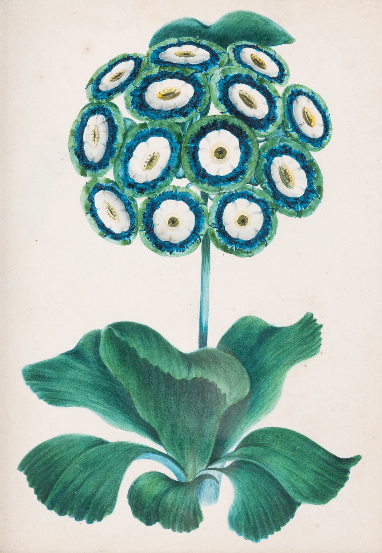 BRITISH SCHOOL (18TH/19TH CENTURY), A STUDY OF AN AURICULA - 3
