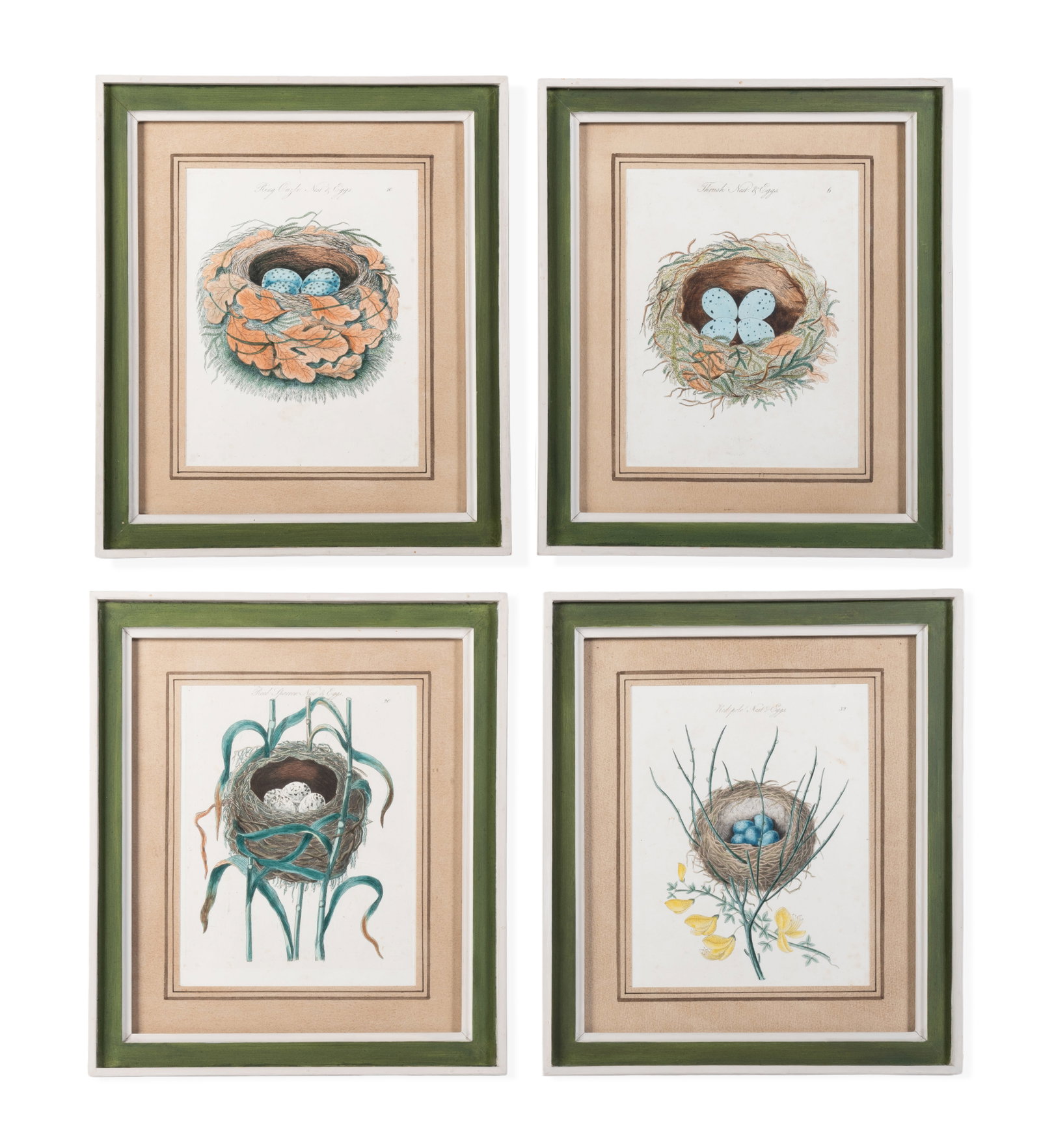 ENGLISH SCHOOL (20TH CENTURY), FOUR BIRDS' NESTS: ENGLISH SCHOOL (20TH CENTURY) FOUR BIRDS' NESTS Hand coloured engravings Each inscribed 20.5 x 16cm (8 x 6¼in.) (4) In George Oakes painted mounts and frames Condition Report Disclaimer