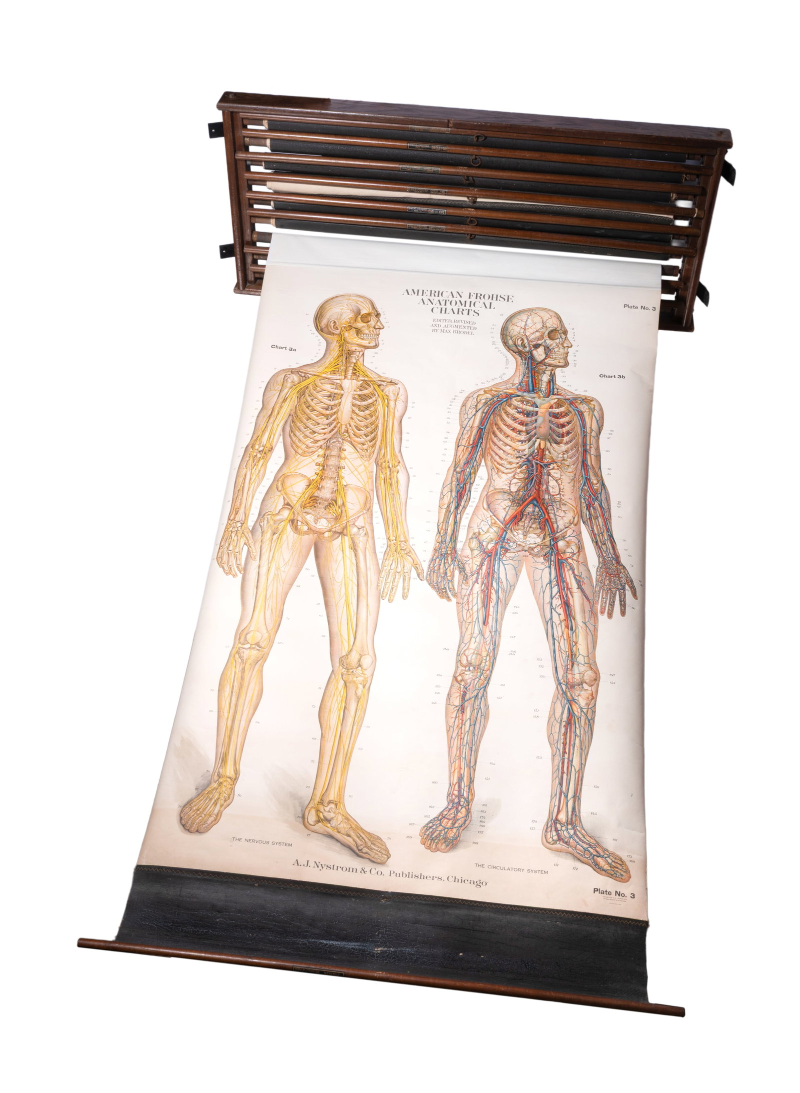 NINE AMERICAN AMER-FROHSE ANATOMICAL TEACHING CHARTS, AFTER FRANK FROHSE, C.1940: NINE AMERICAN AMER-FROHSE ANATOMICAL TEACHING CHARTS AFTER FRANK FROHSE, C.1940 each chromolithograph, numbered and titled 'Male and Female Pelvis', 'Skeleton', Head and Neck', 'Chest and Abdomen',