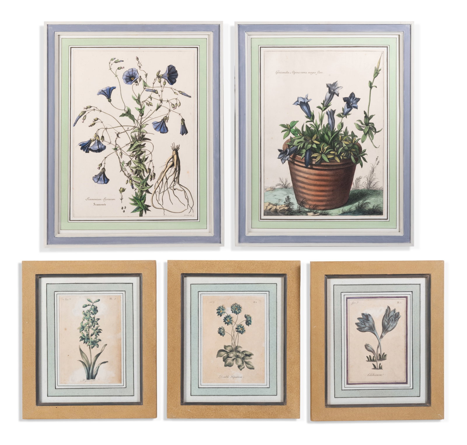AFTER ABRAHAM BOSSE AND NICHOLAS ROBERT, TWO BOTANICAL PRINTS, TOGETHER WITH THREE SIMLAR EXAMPLES: AFTER ABRAHAM BOSSE AND NICHOLAS ROBERT TWO BOTANICAL PRINTS, POSSIBLY FROM 'L'HISTOIRE DES PLANTES' Coloured engravings Each 40.5 x 29.5cm (15¾ x 11½in.) Together with three further