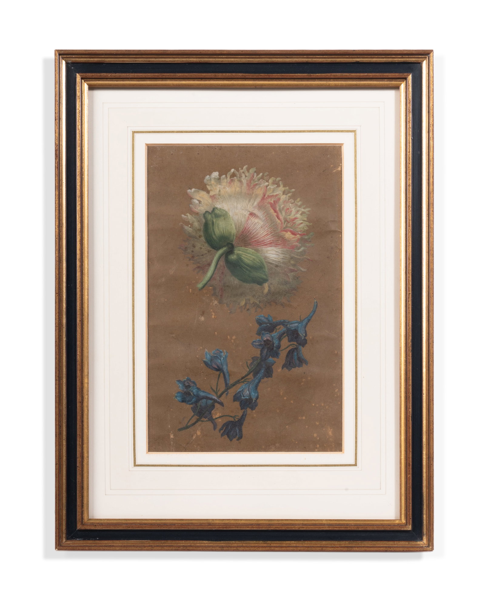BRITISH SCHOOL (19TH CENTURY), BOTANICAL STUDY: BRITISH SCHOOL (19TH CENTURY) BOTANICAL STUDY Watercolour and bodycolour on prepared paper 24 x 15cm (9¼ x 5¾in.) With label to reverse reading