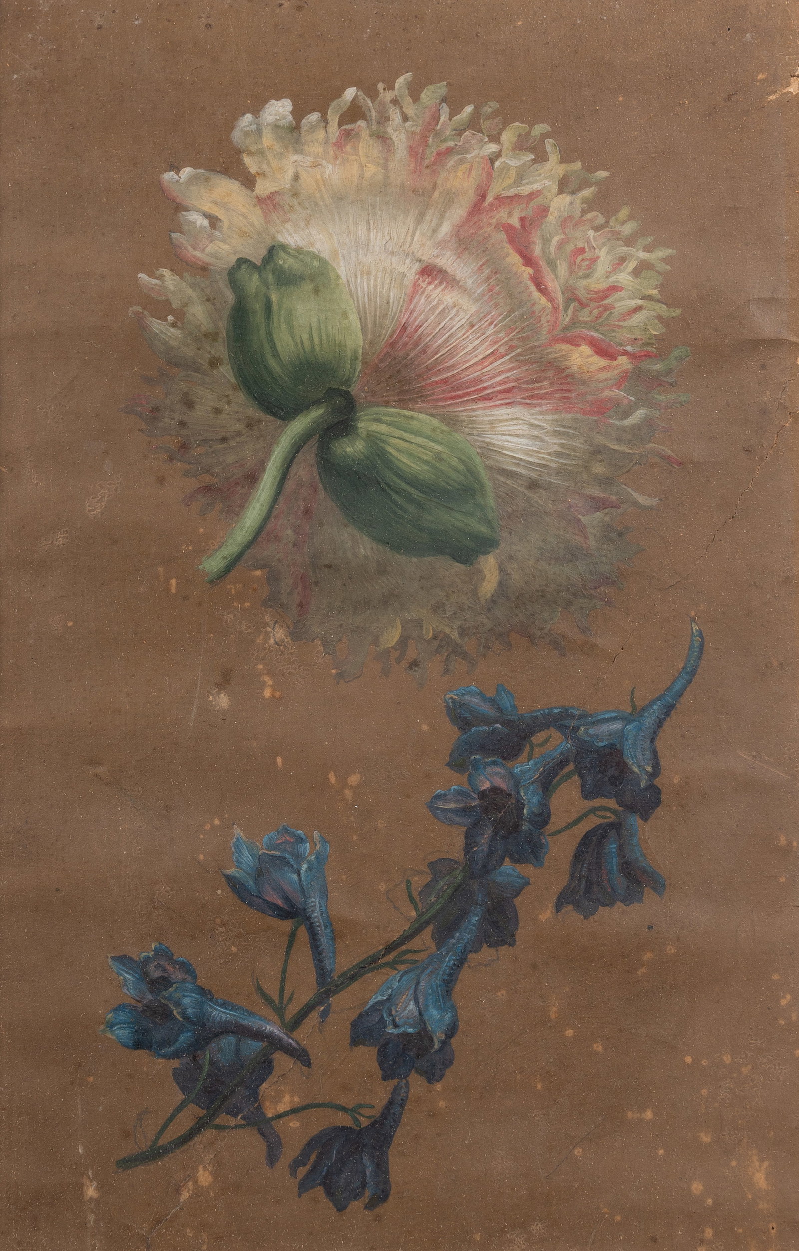 BRITISH SCHOOL (19TH CENTURY), BOTANICAL STUDY - 2