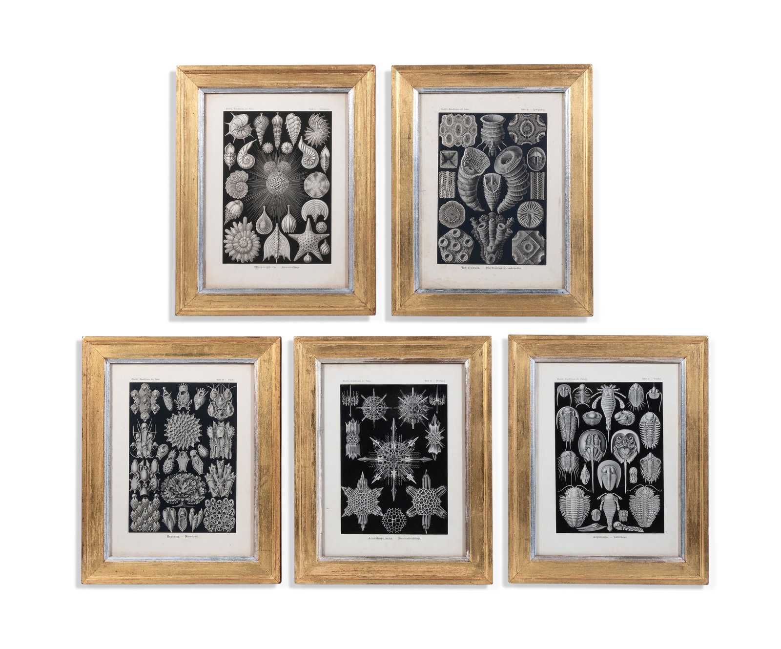 AFTER ERNST HAECKEL, A SET OF FIVE PRINTS FROM 'ART FORMS IN NATURE' (1904): AFTER ERNST HAECKEL A SET OF FIVE PRINTS FROM 'ART FORMS IN NATURE' (1904) Lithograph 36 x 26.5cm (14 x 10¼in.) (5) Provenance:
