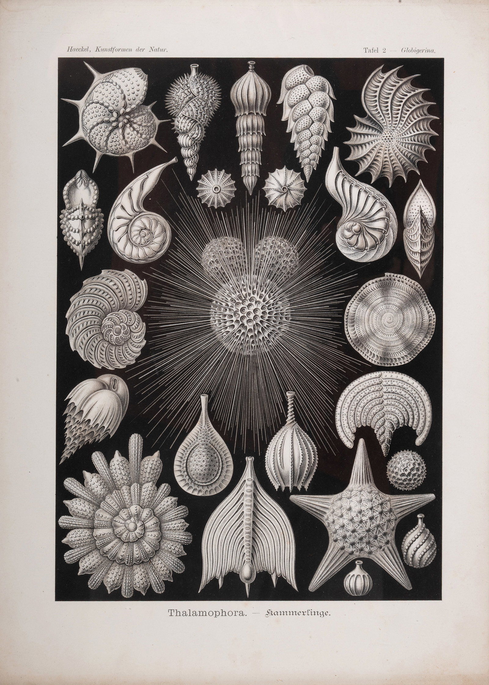 AFTER ERNST HAECKEL, A SET OF FIVE PRINTS FROM 'ART FORMS IN NATURE' (1904) - 2
