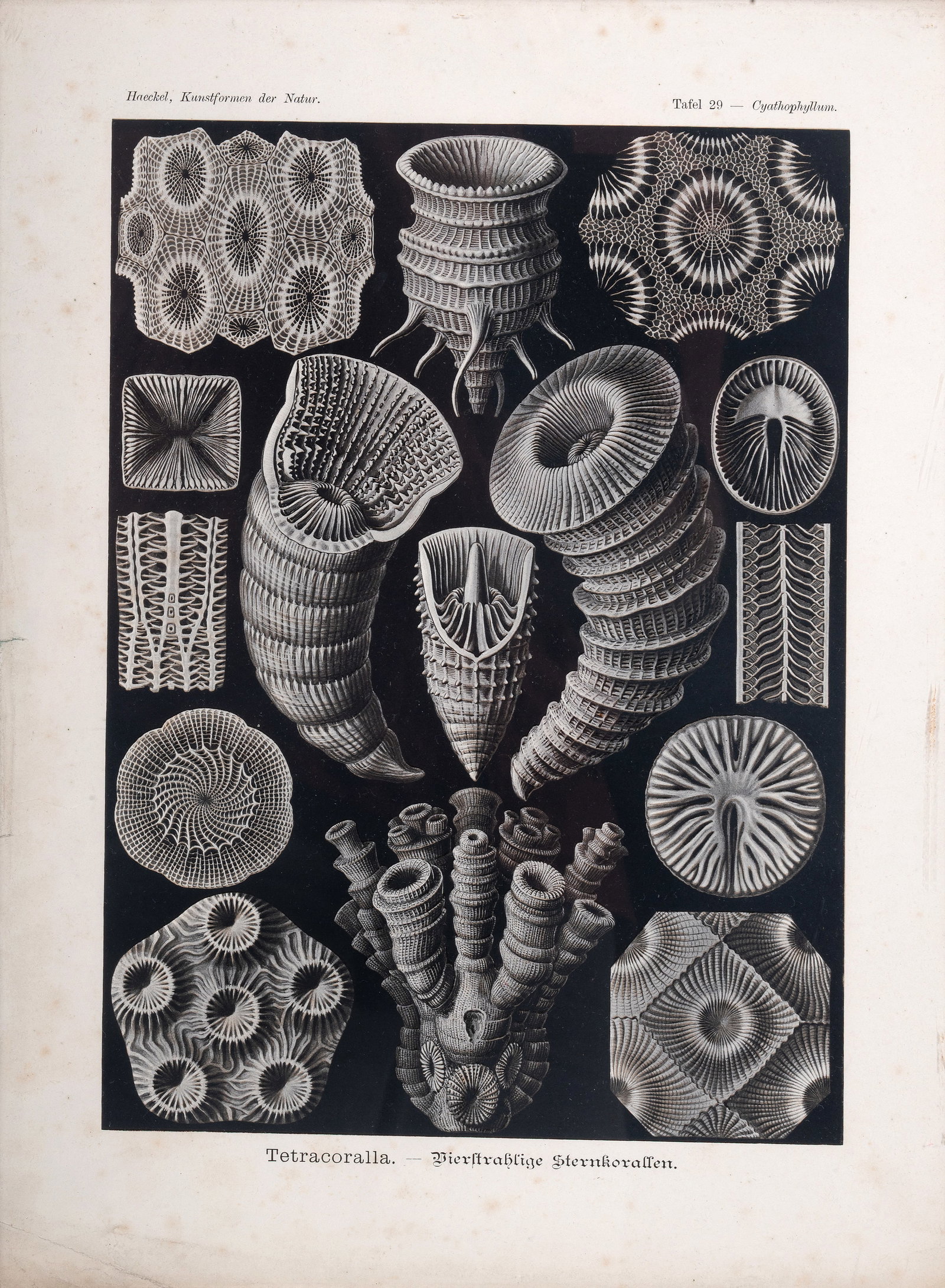 AFTER ERNST HAECKEL, A SET OF FIVE PRINTS FROM 'ART FORMS IN NATURE' (1904) - 3