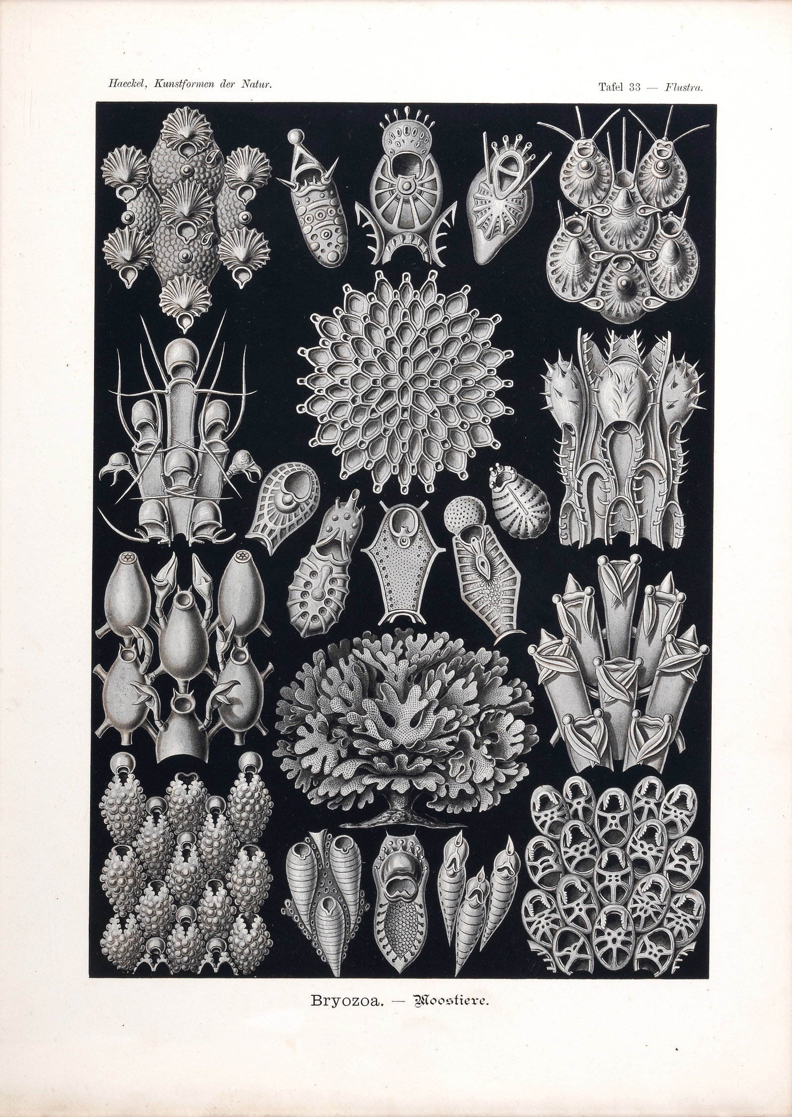 AFTER ERNST HAECKEL, A SET OF FIVE PRINTS FROM 'ART FORMS IN NATURE' (1904) - 4