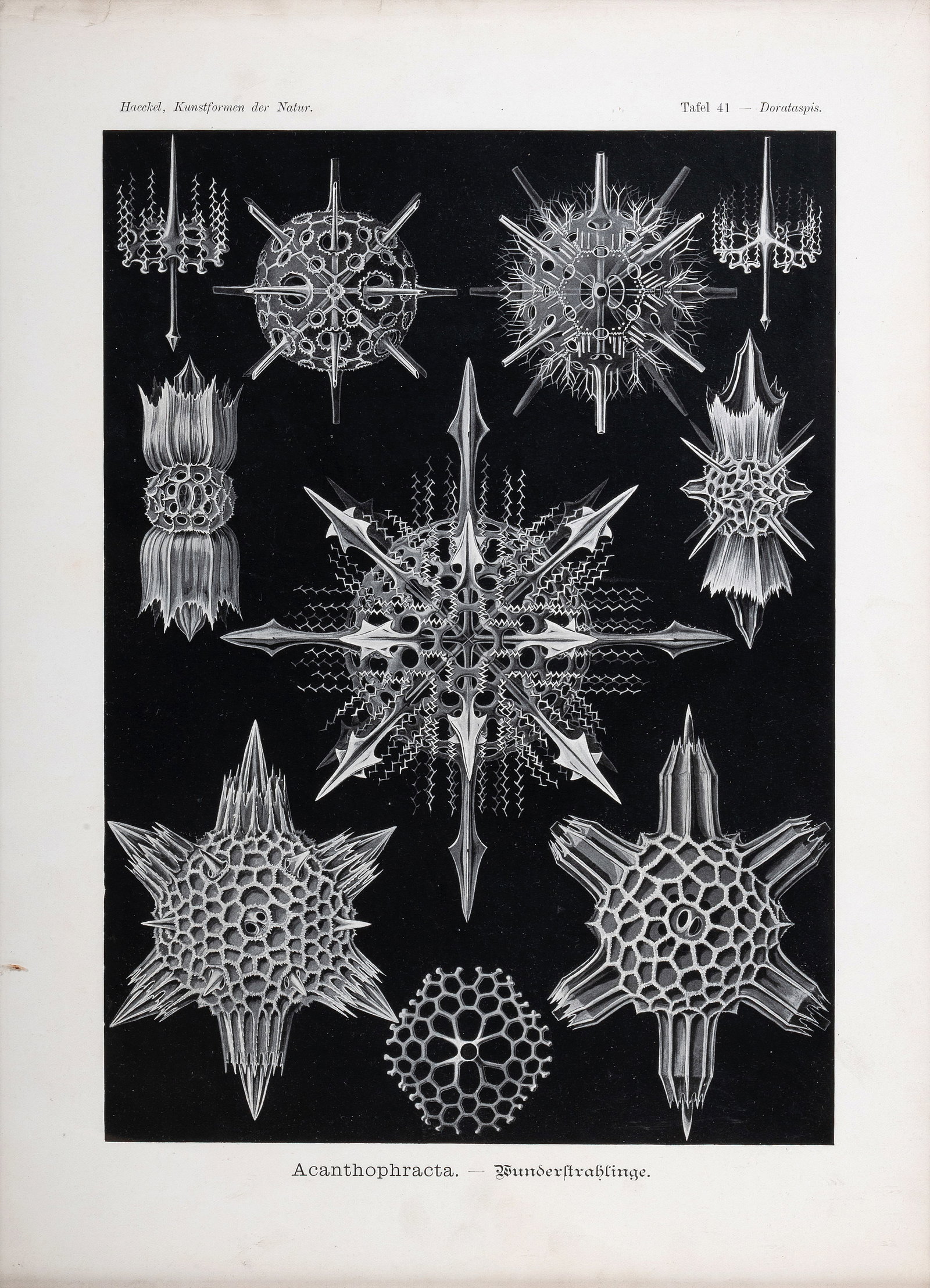 AFTER ERNST HAECKEL, A SET OF FIVE PRINTS FROM 'ART FORMS IN NATURE' (1904) - 5