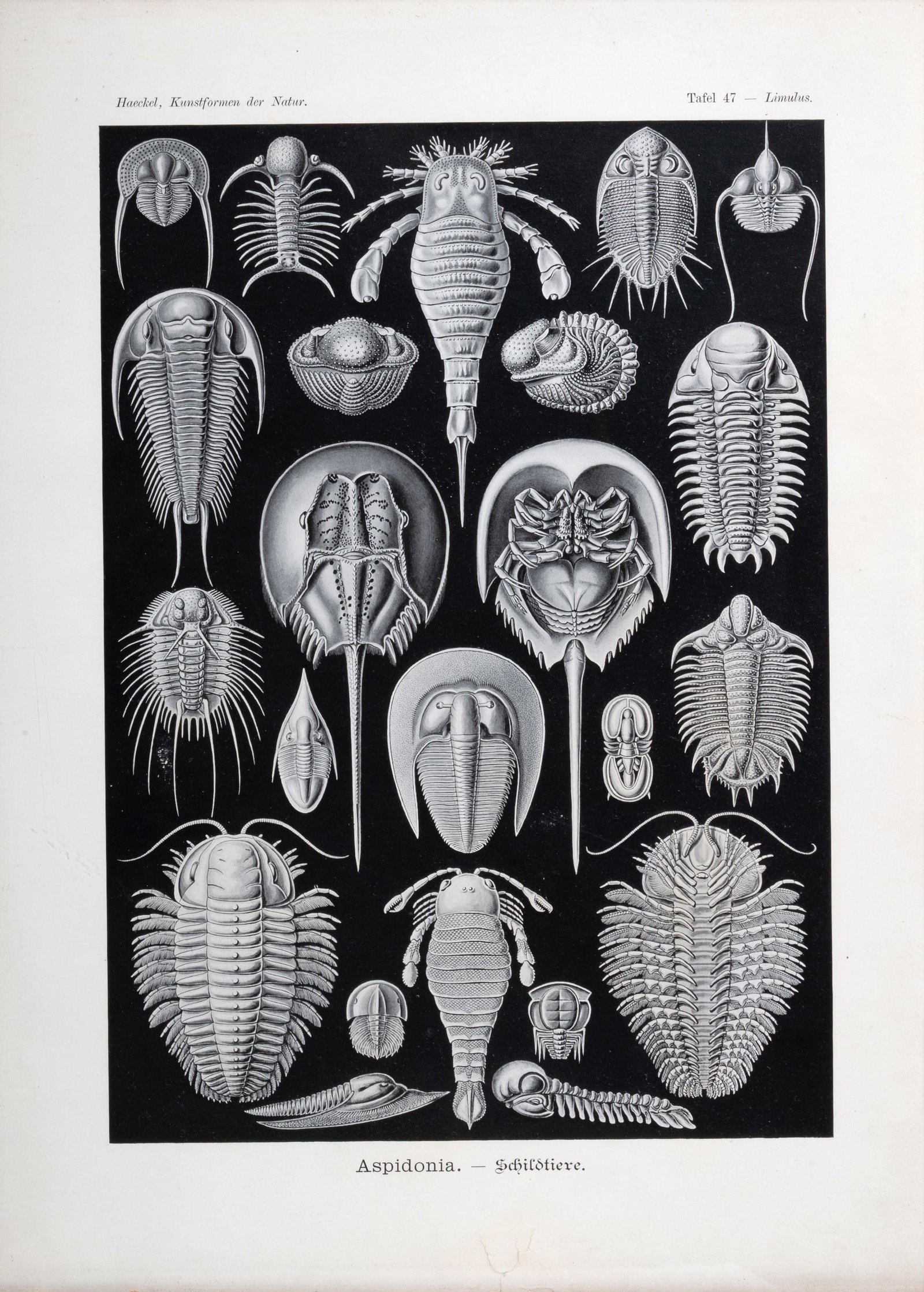 AFTER ERNST HAECKEL, A SET OF FIVE PRINTS FROM 'ART FORMS IN NATURE' (1904) - 6