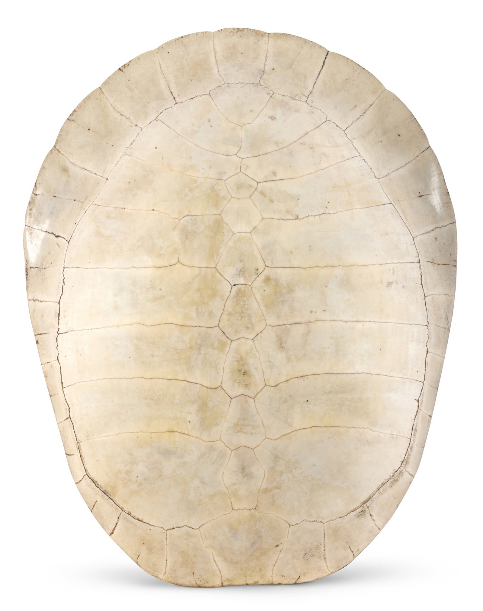 Y AN ARRAU OR GIANT SOUTH, AMERICAN RIVER TURTLE SKELETAL CARAPACE, PODOCNEMIS EXPANSA: Y AN ARRAU OR GIANT SOUTHAMERICAN RIVER TURTLE SKELETAL CARAPACE, PODOCNEMIS EXPANSABRAZIL, BY REPUTE FIRST QUARTER 20TH CENTURYThe carapace bleached white in appearance overall68.5cm long, 55cm wide 
