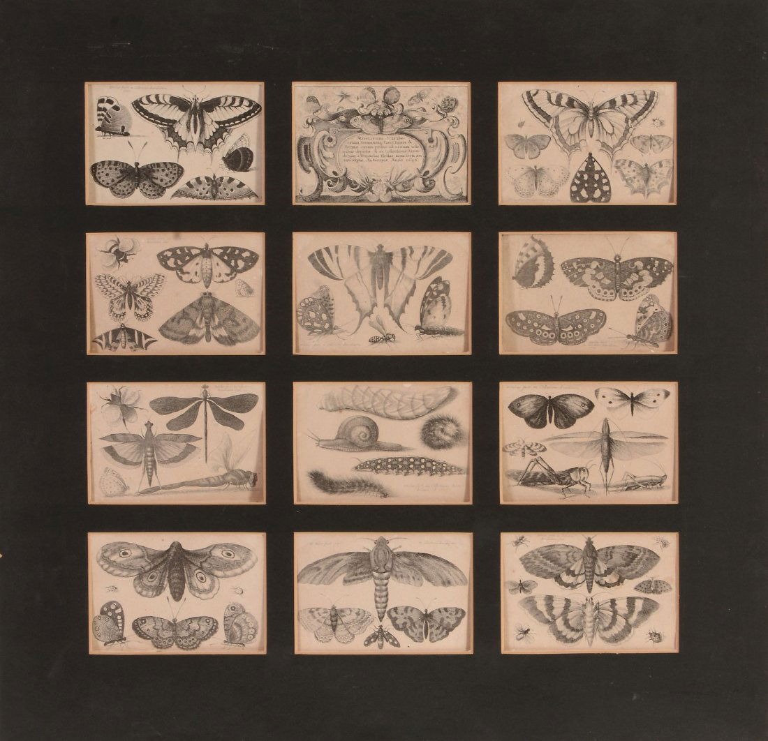 Wenceslaus Hollar (1607-1677) - Butterflies and insects (1 of 2)