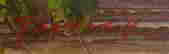 item-113859184=2