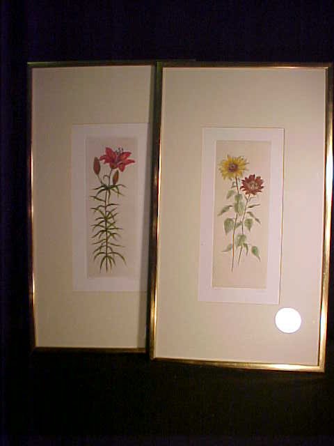 TWO FRAMED BOTANICAL ETCHINGS