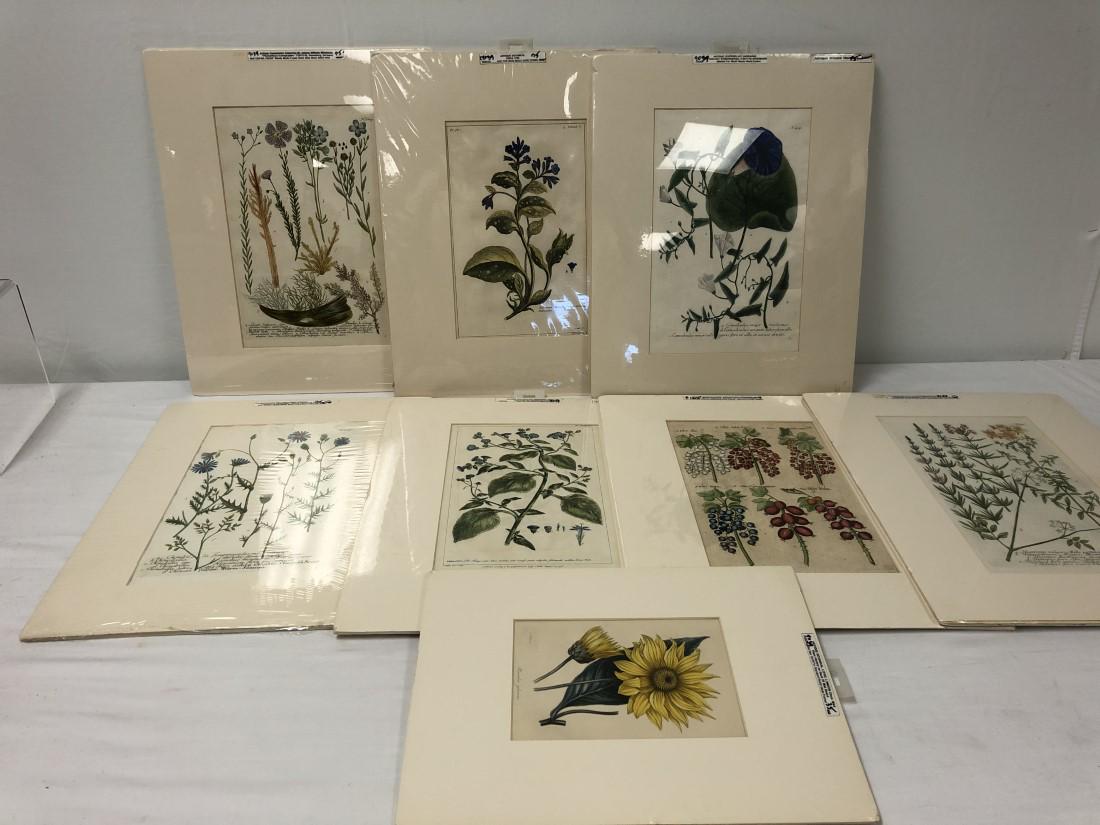 EIGHT ANTIQUE BOTANICAL ENGRAVINGS JW WEINMANN ETC: Lot of eight antique botanical engravings. Includes five by Johann Wilhelm Weinmann, and one by Emanual Sweert. Condition: good, all matted and protected by plastic, see images. The larger ones measur