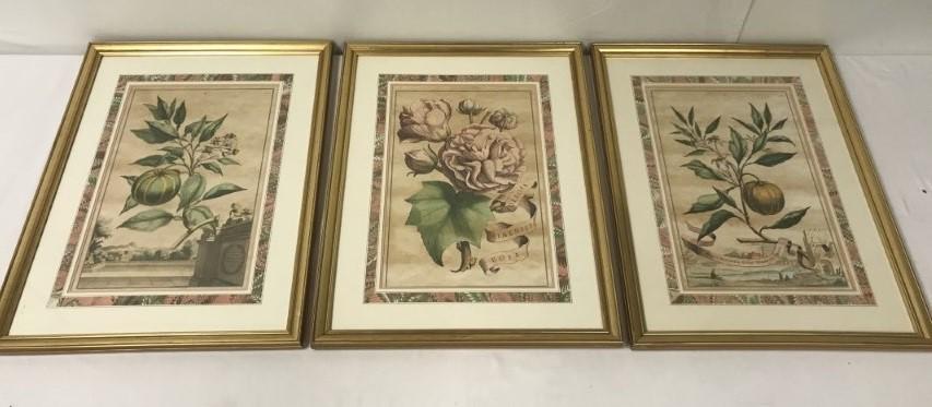 THREE FRAMED BOTANICAL PRINTS (1 of 13)