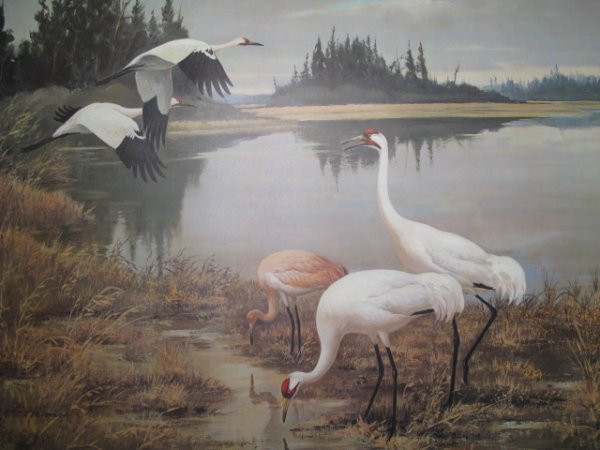 FOLIO ASSORTED PRINTS R.T. PETERSON & OTHERS: Folio of mixed prints unframed including large print of whooping cranes signed by Roger Tory Peterson in pencil and numbered 230/750. Various sizes. Total weight: 4.6 lbs. Folio size: 30" x 40". 10 it