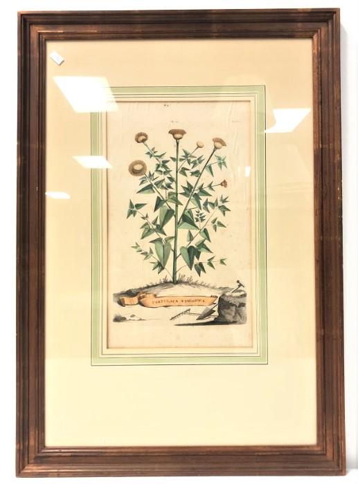 ABRAHAM MUNTING: PORTULACA AETHIOPICA ENGRAVING (1 of 12)