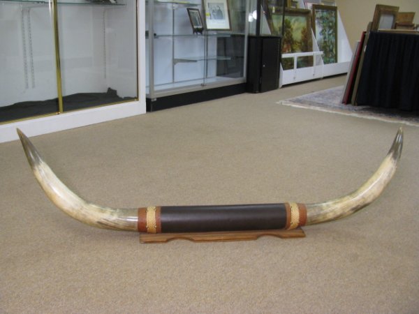 HUGE TEXAS LONGHORN STEER WALL MOUNT HORNS 5' 4"