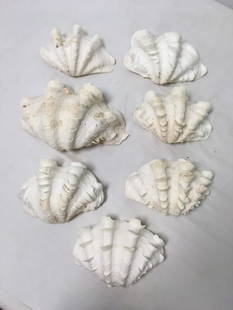 SEVEN LARGE NATURAL CLAM SHELL BOWLS: Lot of seven large natural clam shell bowls. Largest measures 10.75" long and smallest is 7.5" long. Condition: a few small losses to fin growths on bottom edge of shell, largest shell has some chips