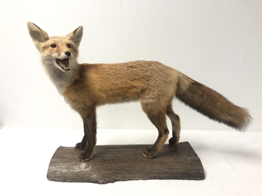 RED FOX FULL BODY TAXIDERMY MOUNT (1 of 13)