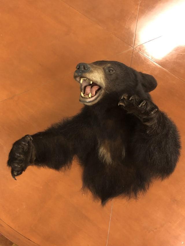 BLACK BEAR HALF BODY TAXIDERMY MOUNT (1 of 9)