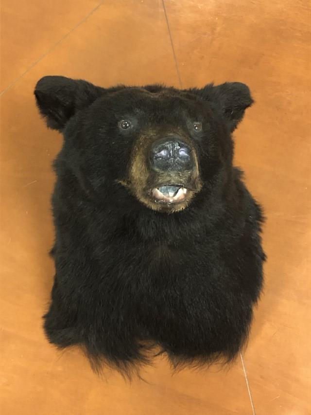 BLACK BEAR TAXIDERMY SHOULDER MOUNT (1 of 10)