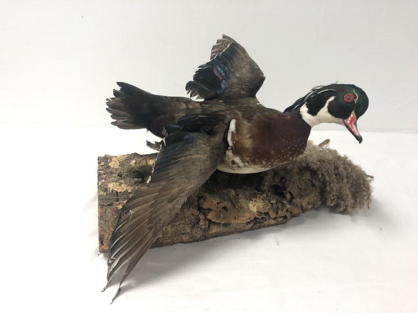 WOOD DUCK DRAKE FULL BODY TAXIDERMY MOUNT (1 of 13)