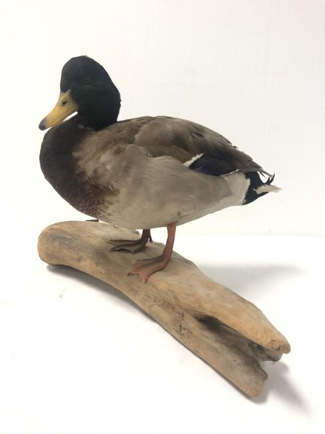 MALLARD DUCK DRAKE FULL BODY TAXIDERMY MOUNT (1 of 10)