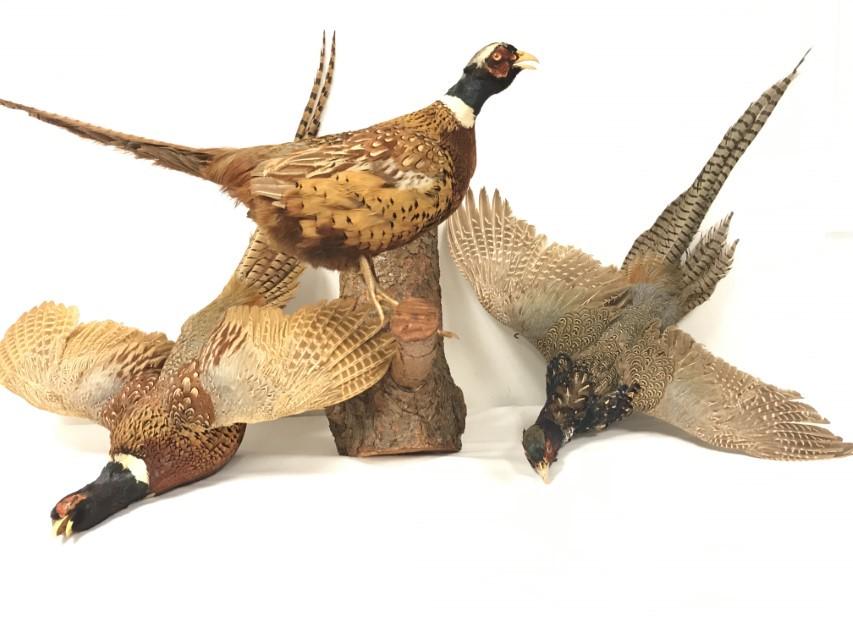 THREE VINTAGE TAXIDERMY PHEASANT MOUNTS (1 of 20)