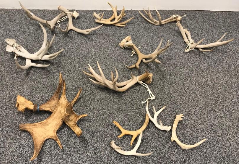 ASSORTED LOOSE ANTLERS LOT (1 of 9)