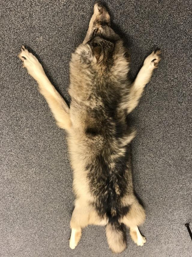 LARGE WOLF PELT (1 of 11)