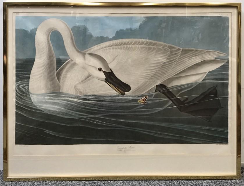 AFTER AUDUBON HAVELL, OFFSET LITHOGRAPH, (1 of 11)