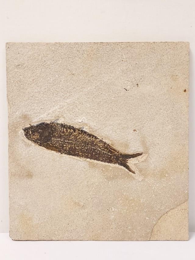 FOSSILIZED FISH - GREEN RIVER FORMATION, WYOMING (1 of 5)