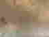 item-134311847=12
